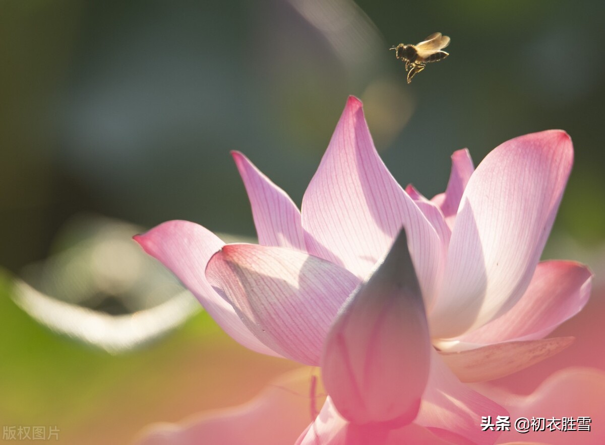 三伏天里三伏诗五首：毒暑弥三伏，六月三伏猛火燃-第6张图片-非凡网