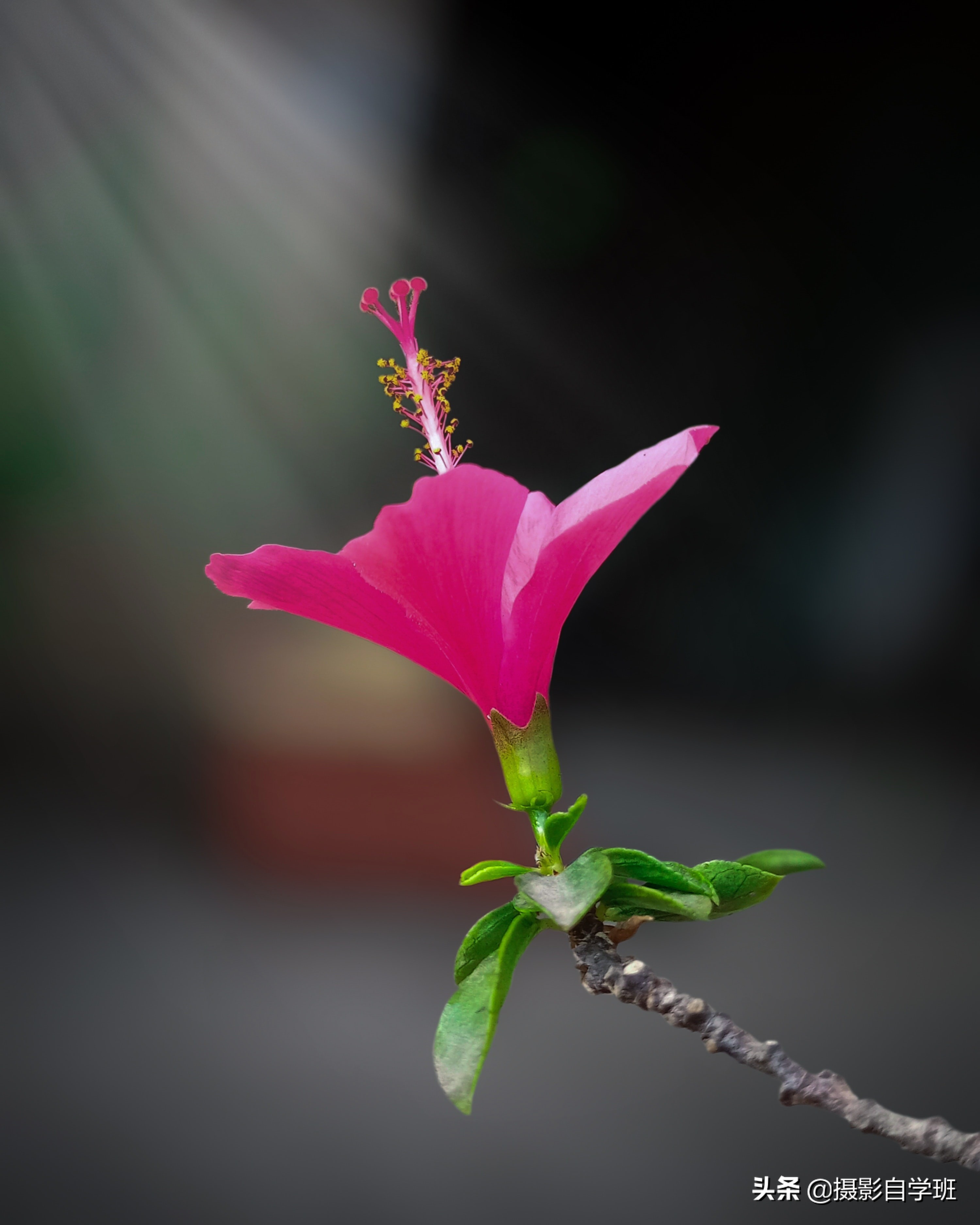 这6个摄影技巧,帮你春天把花朵照片拍好看,构图角度微距都讲解这6个