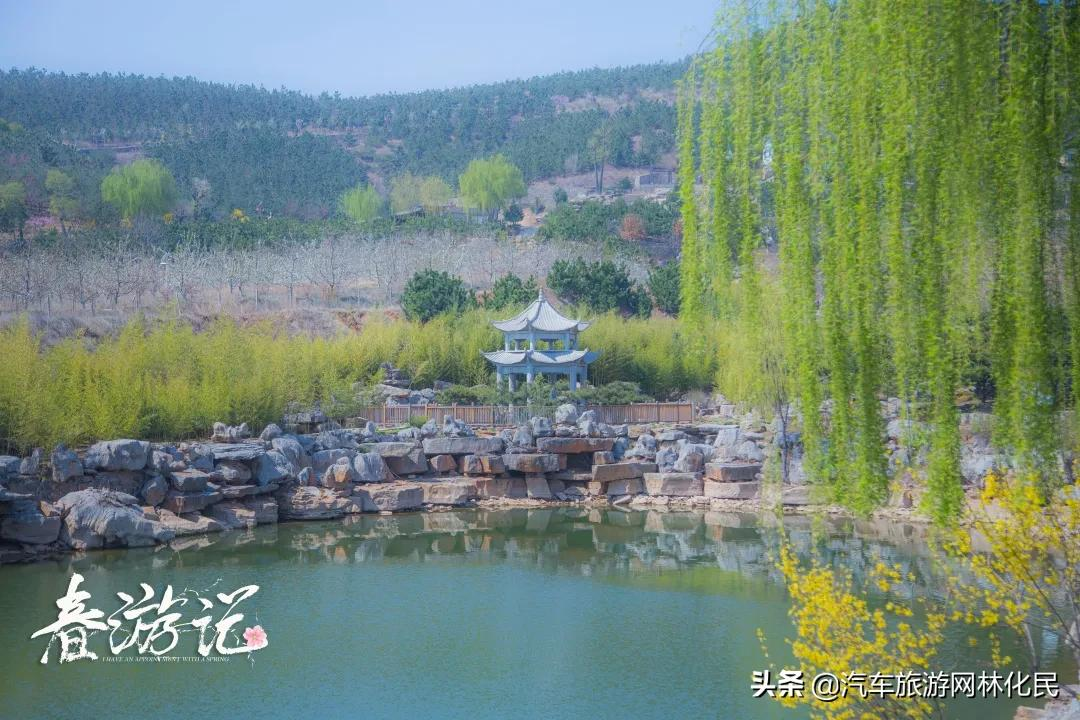 沂蒙马泉休闲园万亩樱桃花开,门票免费送啦