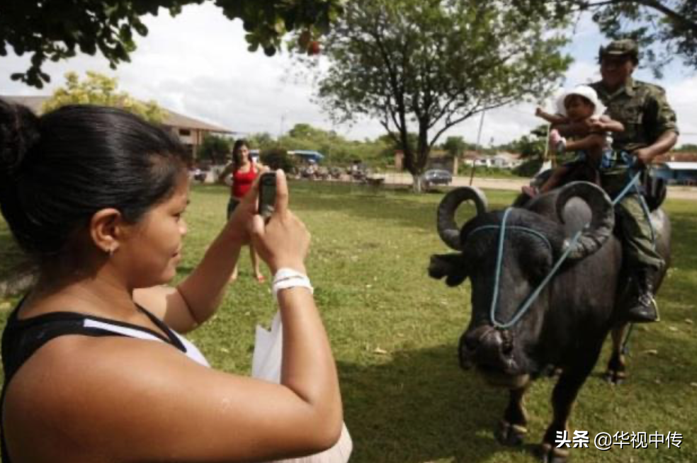 巴西警察的水牛坐骑：堪比太上老君的坐骑，个