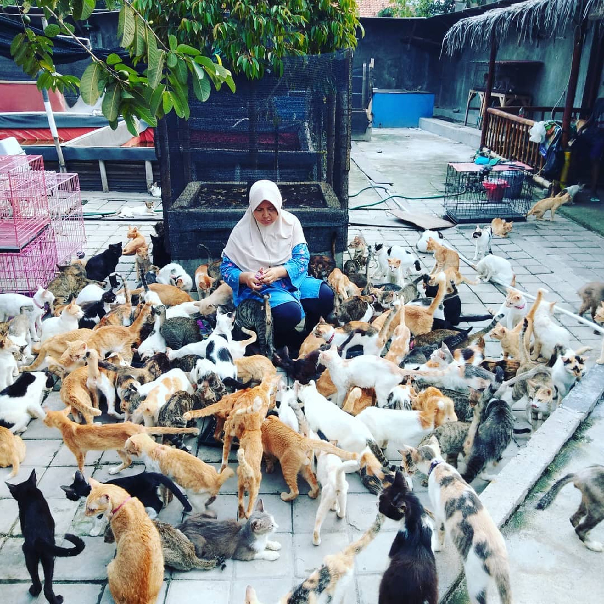 救助400只猫咪，却被恶行逼迫搬家3次，她指出流浪猫最大问题