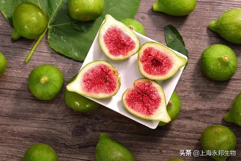 无花果好养活？记住这个方法，一月枝杆变新株