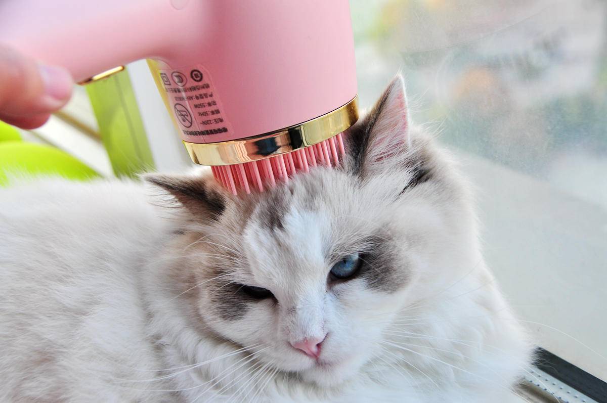 呵护宠物从吹梳开始，嗷喵喵智能宠物吹风梳体验