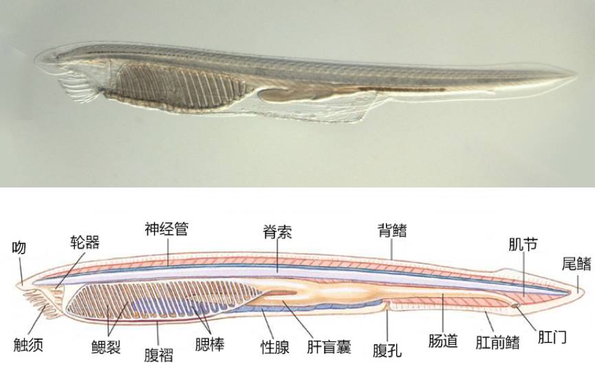 似魚(yú)非魚(yú)，種類(lèi)不多，卻在動(dòng)物界地位特殊