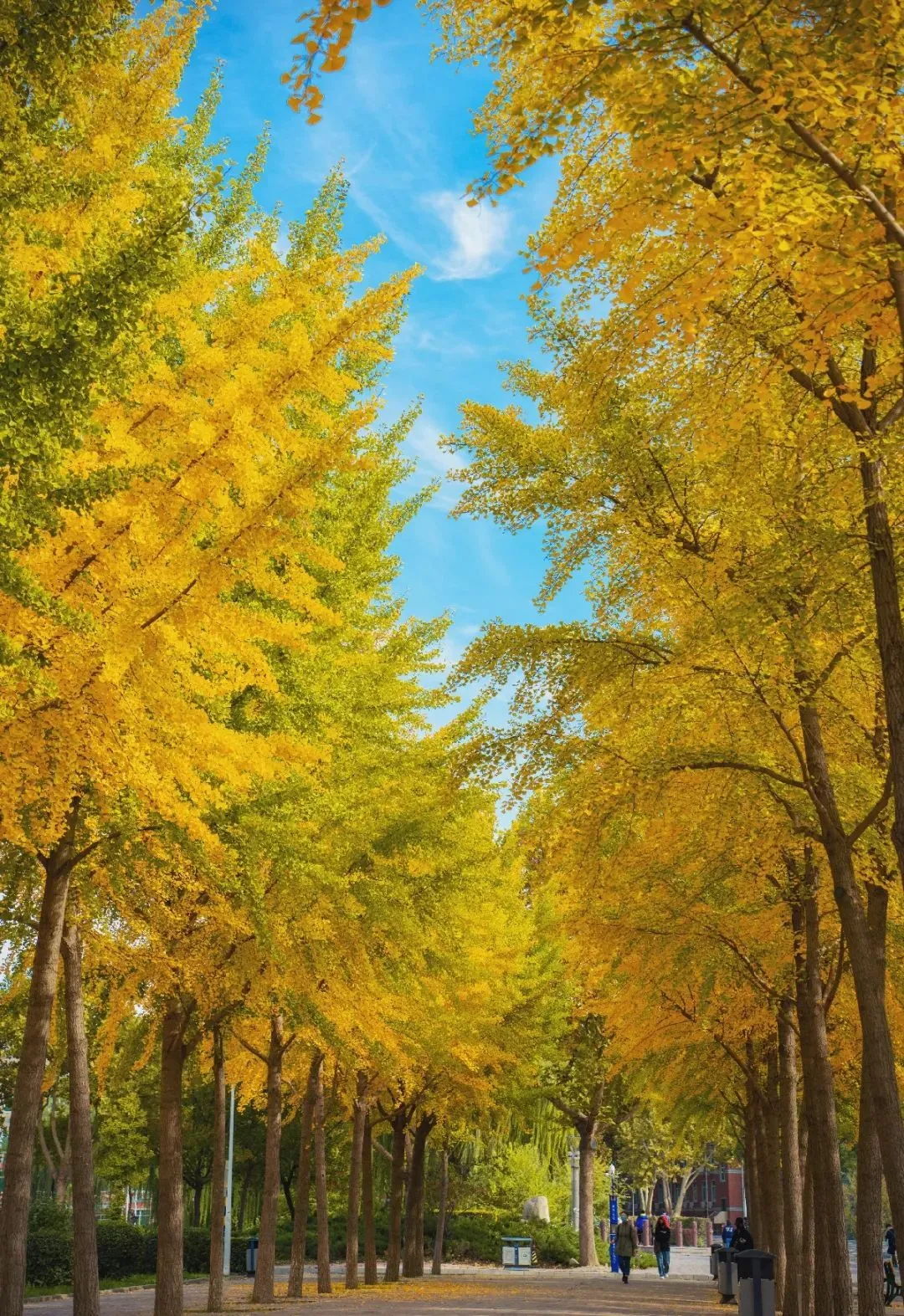河北各高校秋景来了,有你的校园记忆吗?