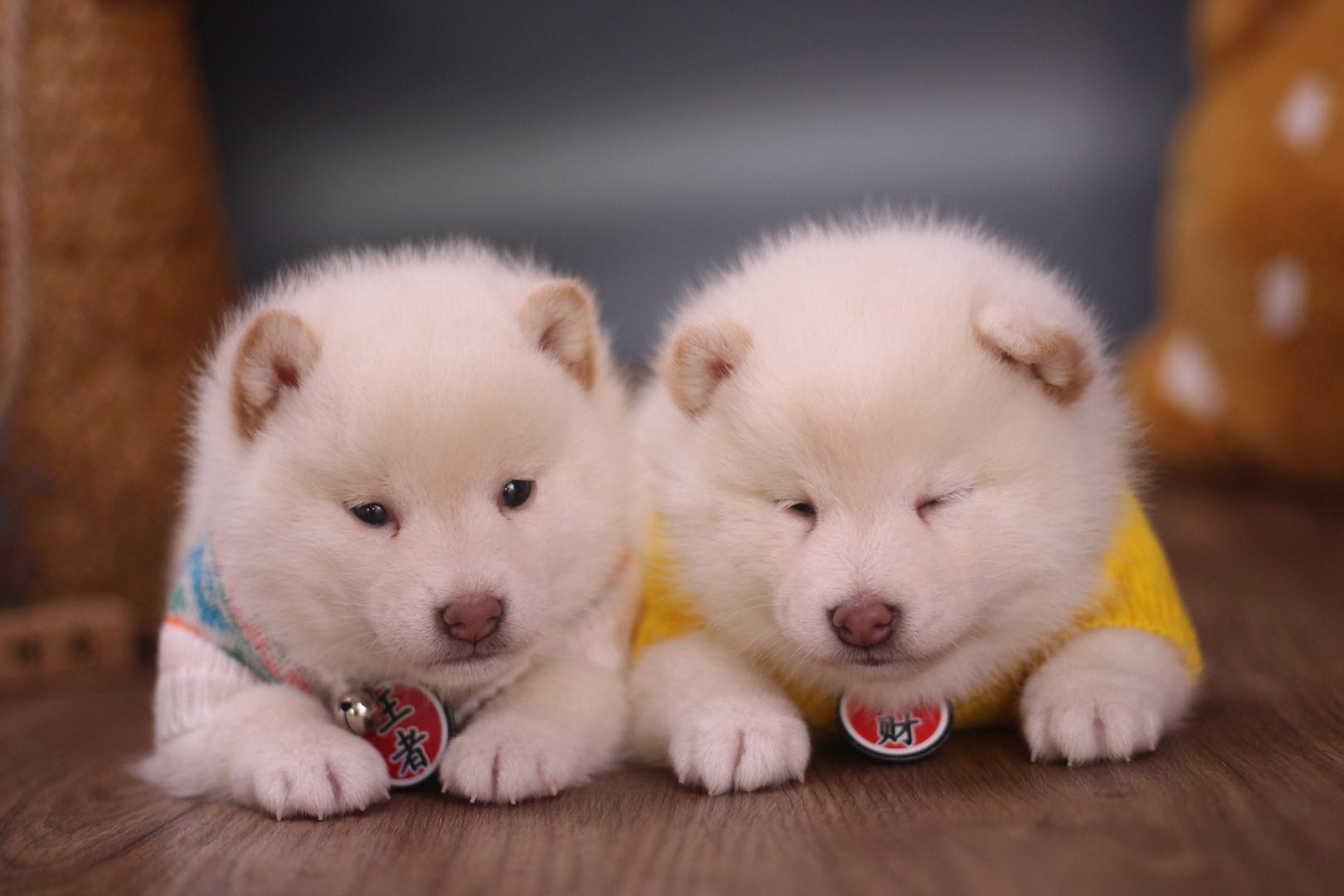 柴犬和中華田園犬怎麼區分 幼犬時怎麼辨別 舍有萌柴 Mdeditor