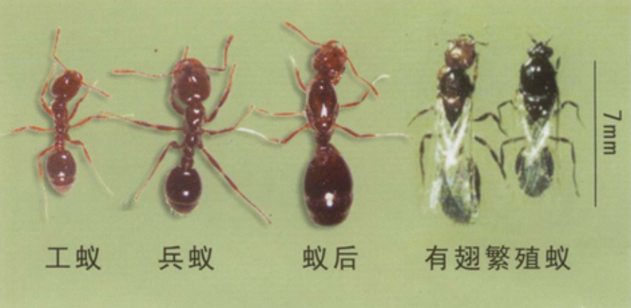 红火蚁蔓延中国12省！南方地区已失守？17年前广东首次发现它