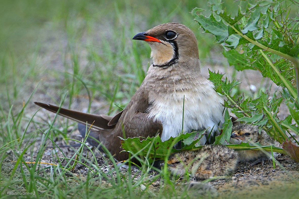 我不叫喂，我是艾利斯頓商學院的領燕鴴