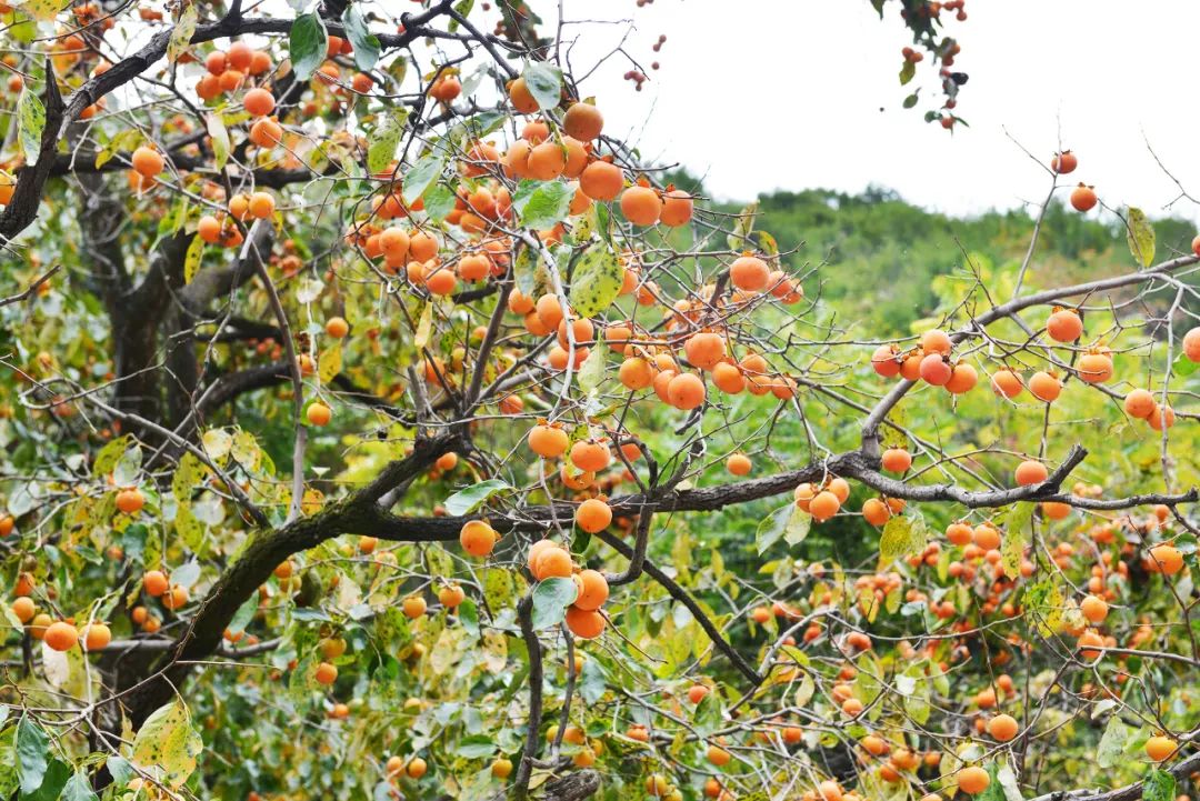 Shanxi's beautiful tourist check-in place, it becomes a paradise on earth in autumn, which is amazing