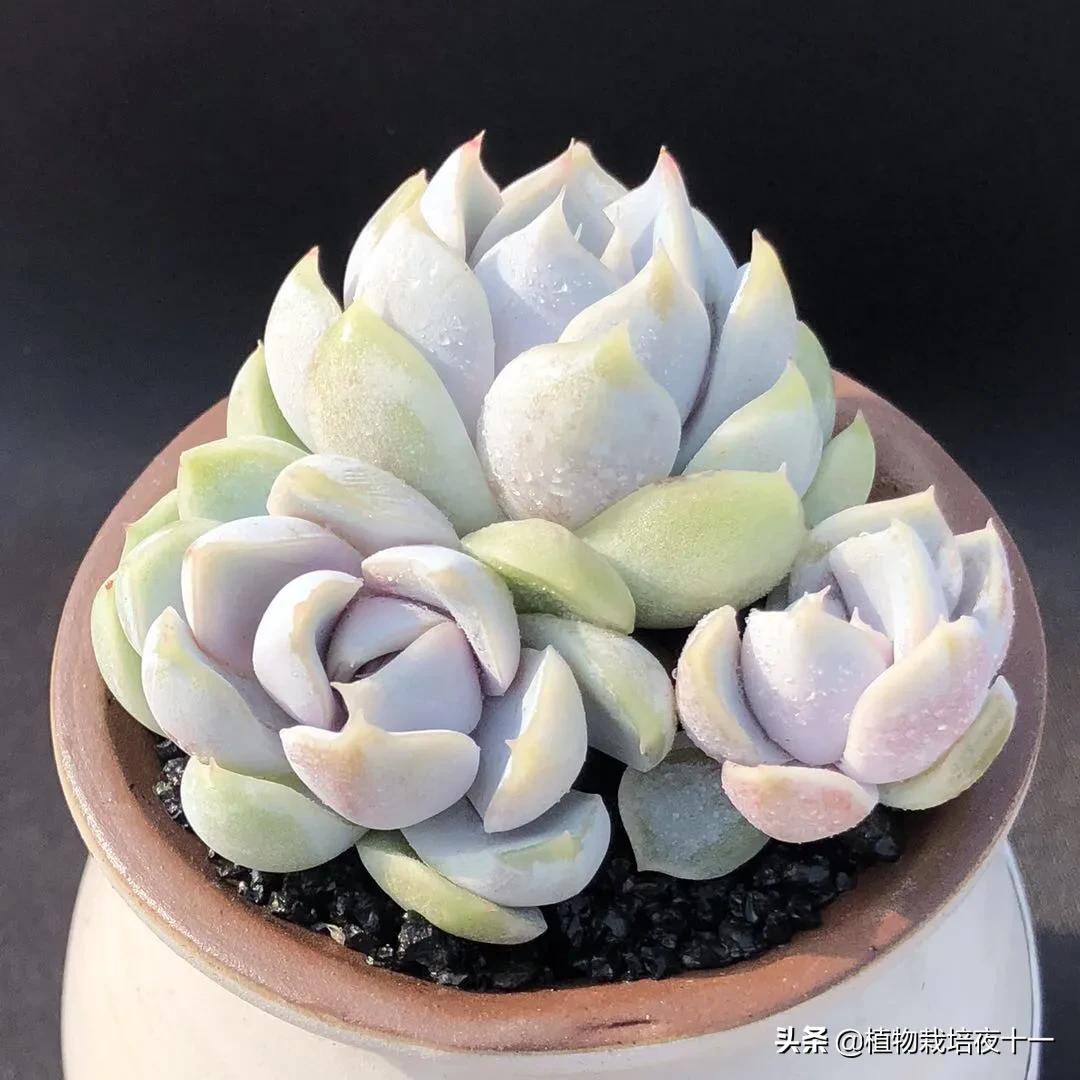 多肉补全计划 雪兔 Mp头条