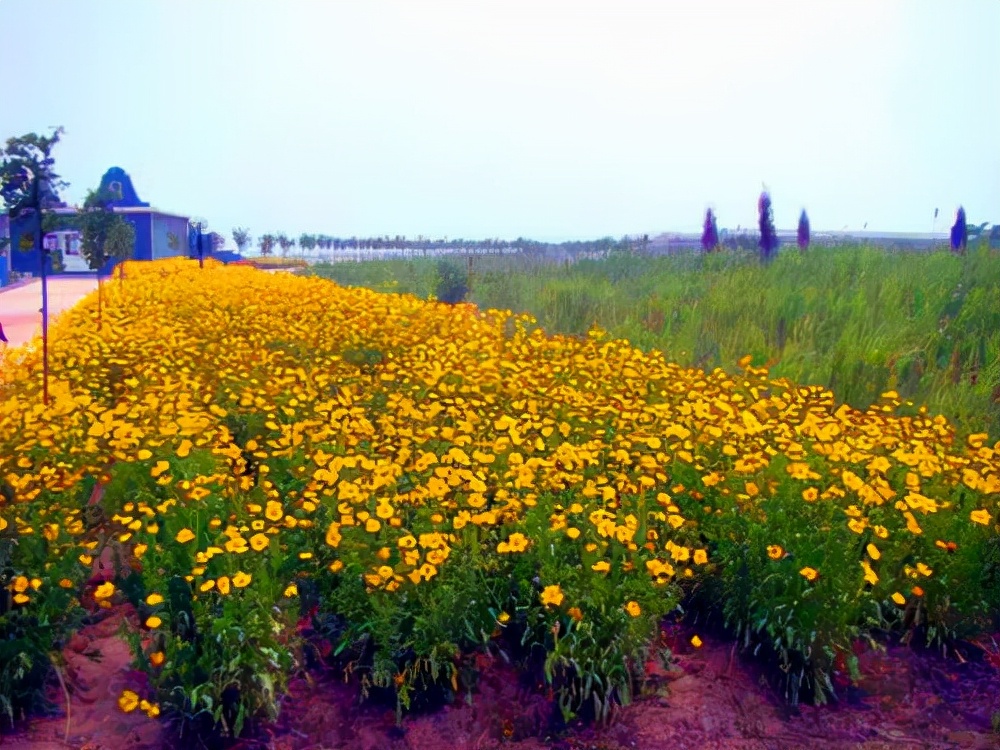 河北旅游：两登京东乐亭月坨岛（图）