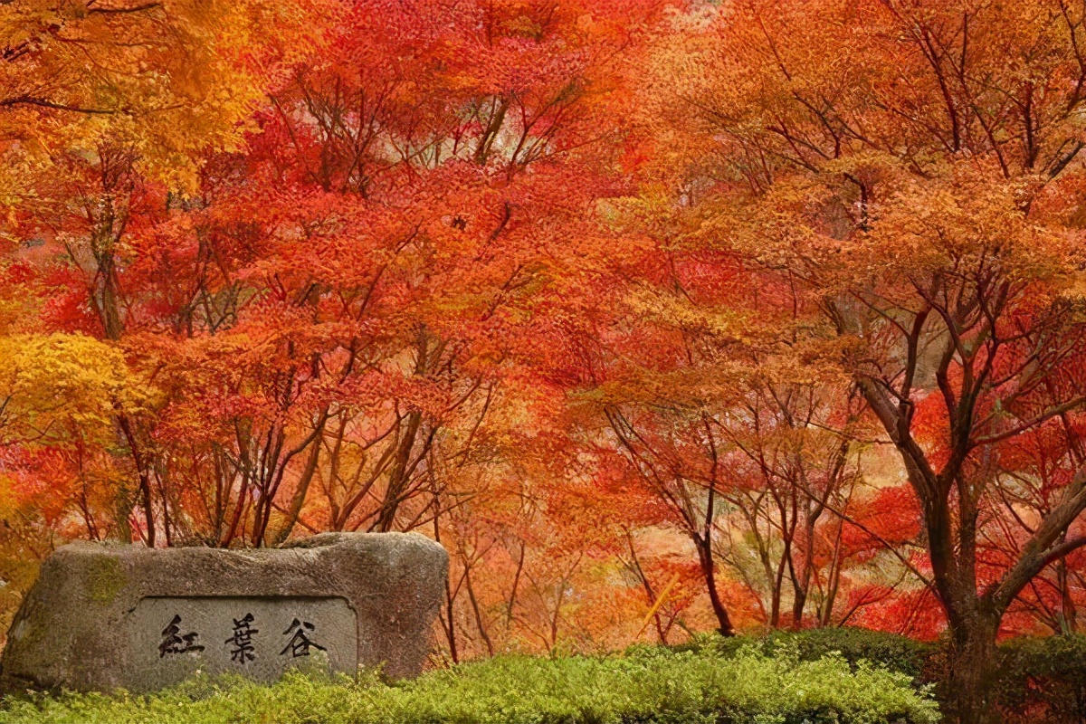 Missing these 14 maple viewing areas in November is equivalent to missing the entire autumn