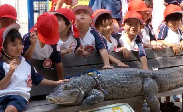 日本老人养鳄鱼当宠物40年，同吃同睡帮刷牙！说好的冷血动物？