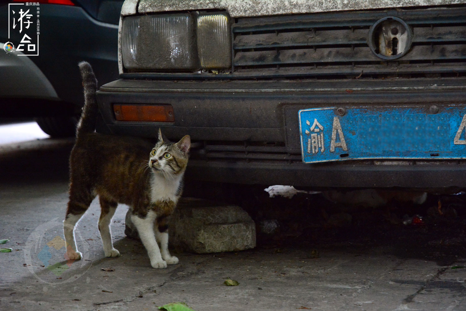 在重庆大溪沟探险：误入电力公司老社区，意外发现江边的聚金花市