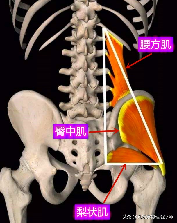 臀部伴下肢疼痛麻木，就是腰椎间盘突出？医生辟谣，教您判断病因