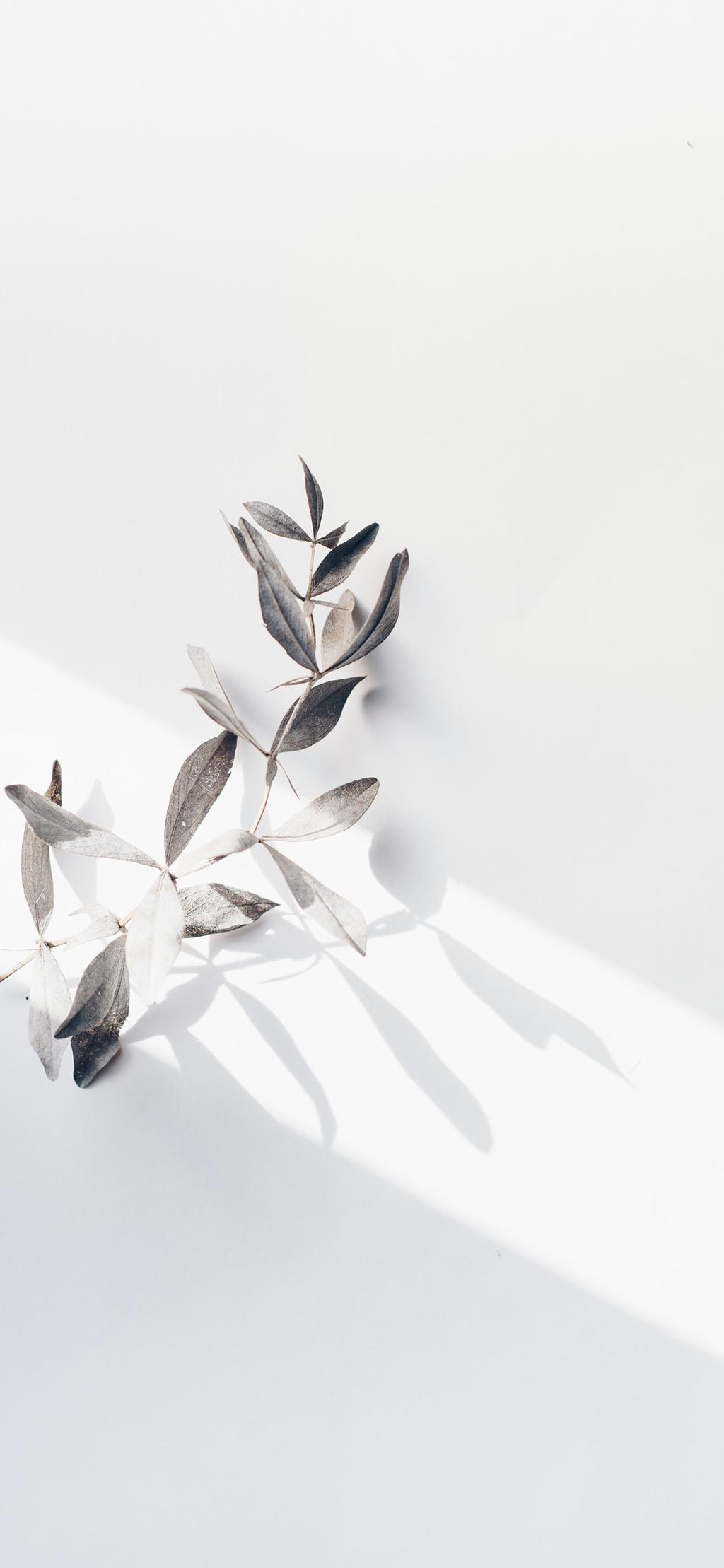 精选手机壁纸第70期 纯白简洁ins风壁纸 Mp头条 精选手机壁纸第70期 纯白简洁ins风壁纸 Mp头条