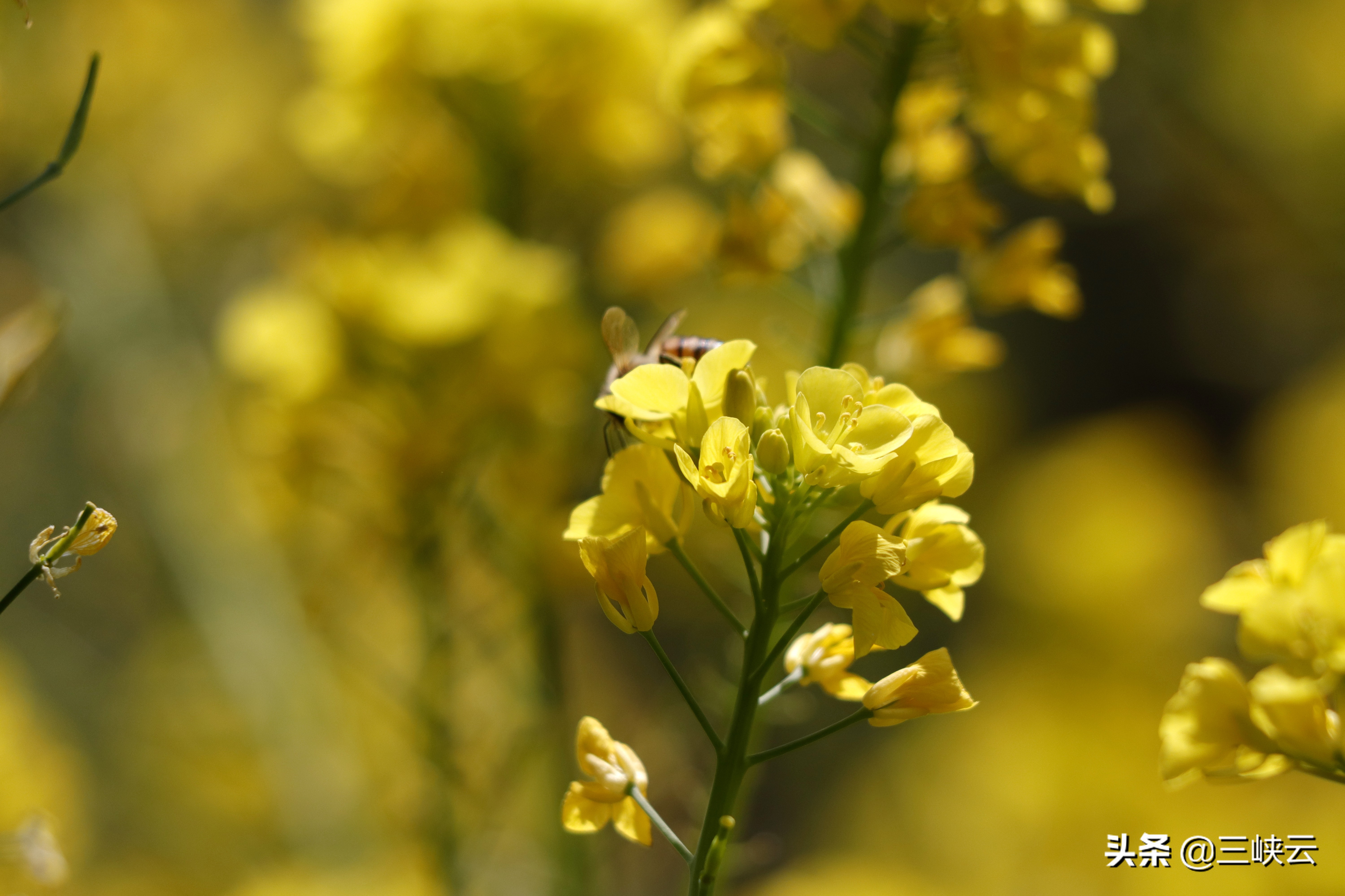 油菜花属于什么,油菜花代表什么(图1)