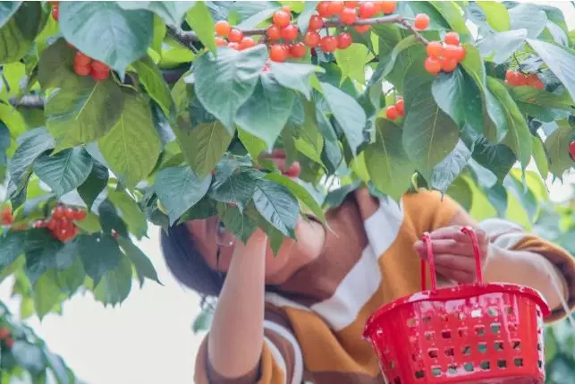 成都附近十大摘樱桃好去处！边吃边耍还能发朋友圈！洋气惨了