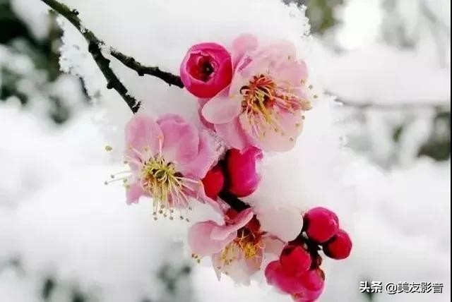 关于梅的诗句大全 梅雪争春未肯降，骚人阁笔费评章图片