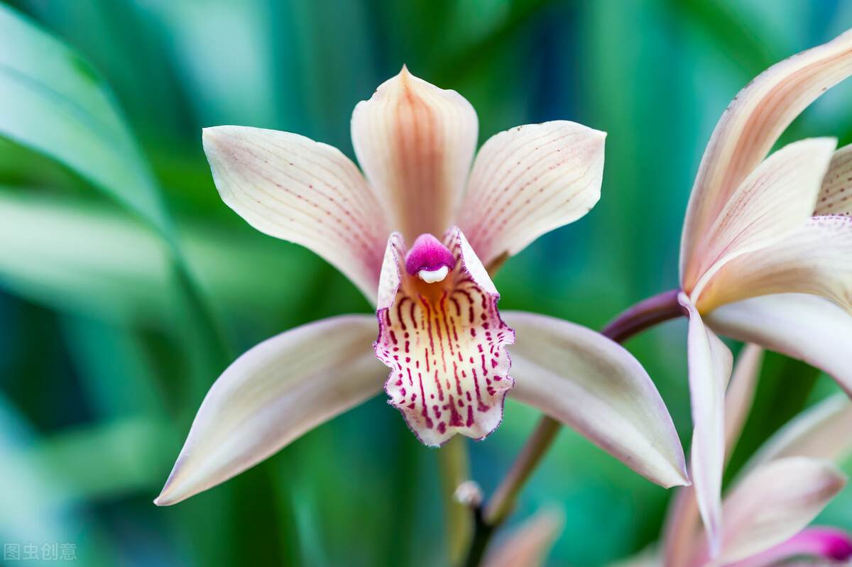 刘存发词集《清风之素心咏梅兰竹菊三百首》——花非花七首