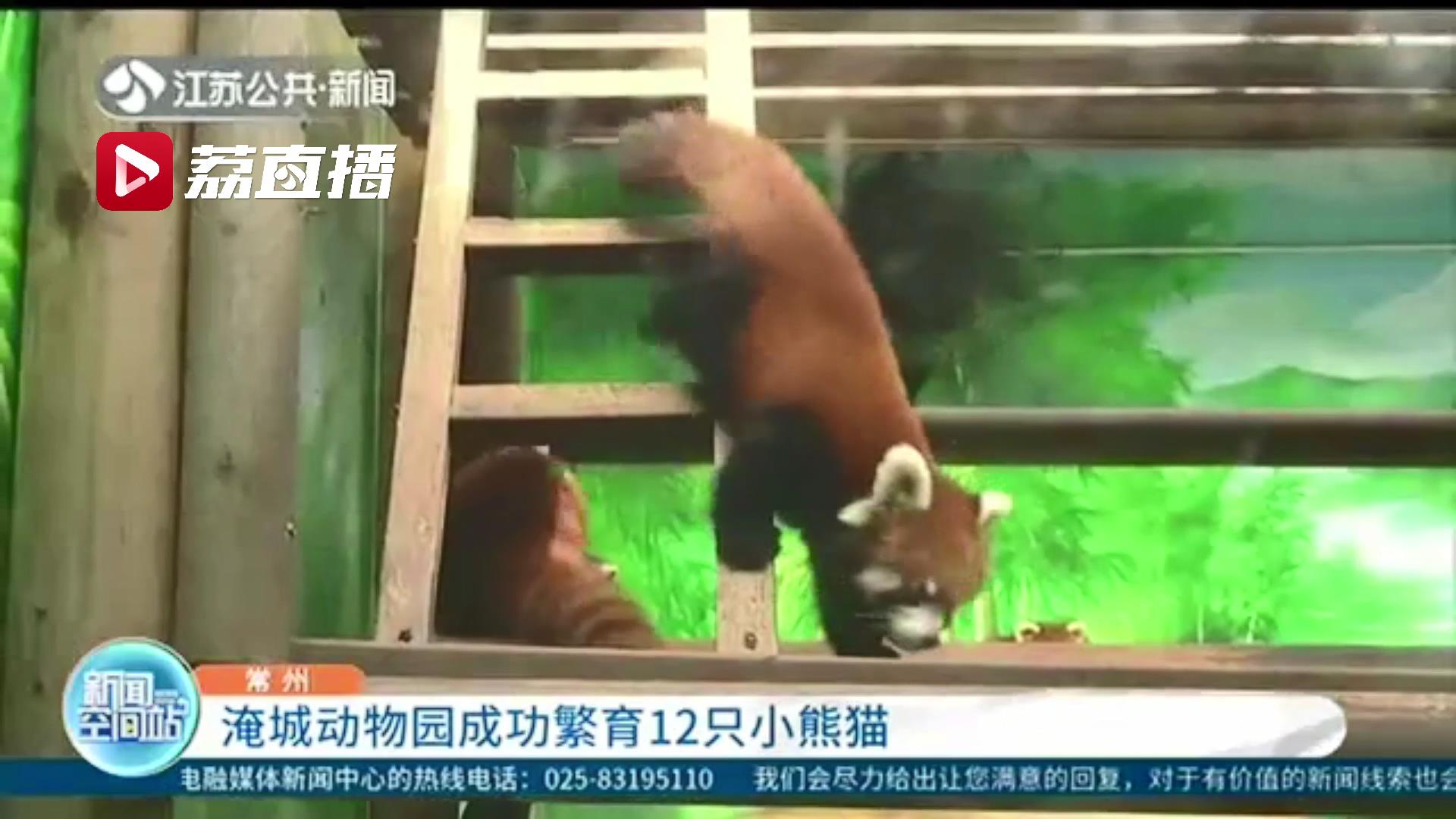 常州淹城动物园成功繁育12只小熊猫 已正式亮相和游客见面