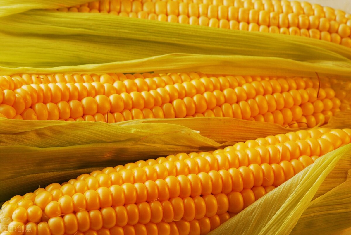 玉米跌破2800元，豆粕大跌771元，养殖业迎来“新转机”？