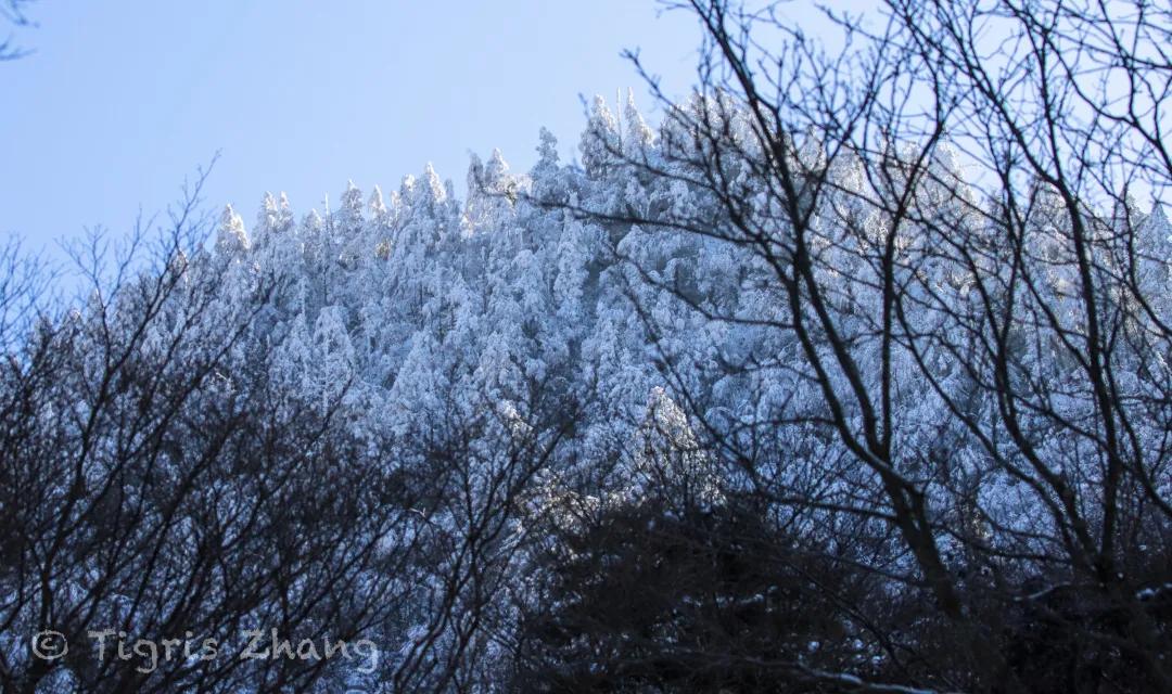 冰雪世界里的奇幻森林——唐家河、卧龙自然观察记