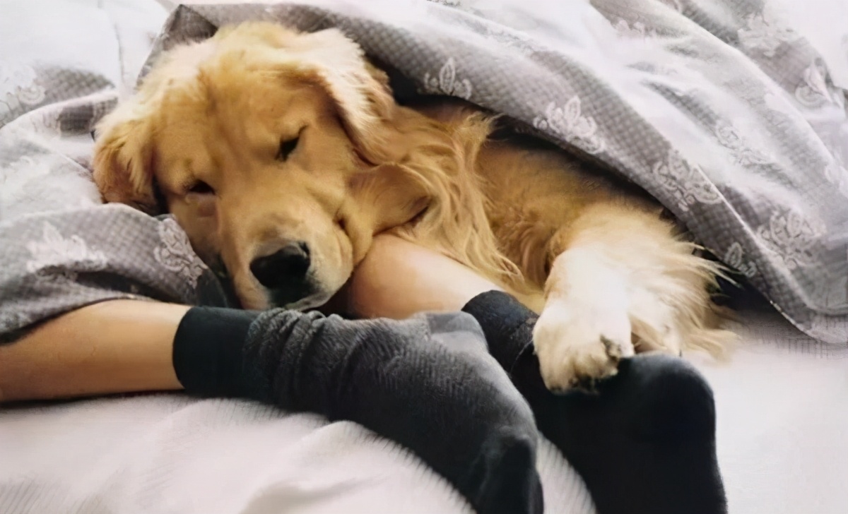 狗狗喜欢“守着”你睡觉，想要保护你只是其一