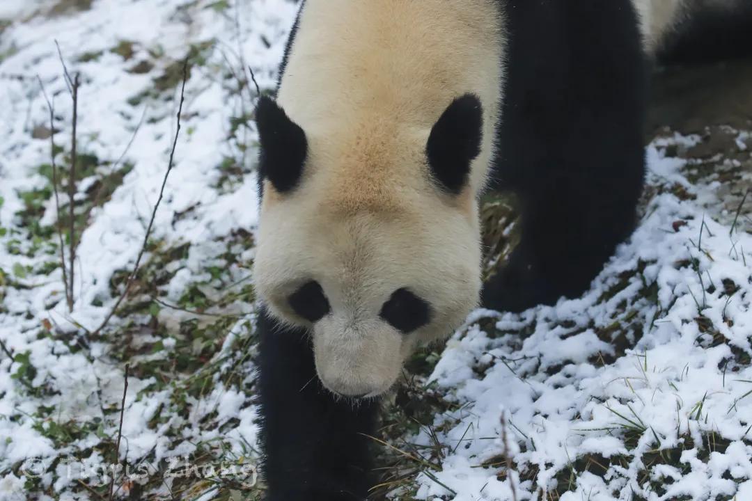 冰雪世界里的奇幻森林——唐家河、卧龙自然观察记