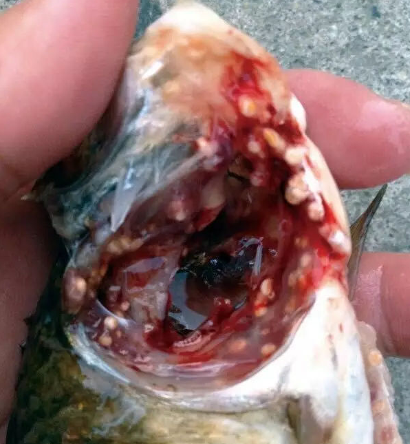 鱼得扁弯口吸虫寄生虫病症状及治疗方法