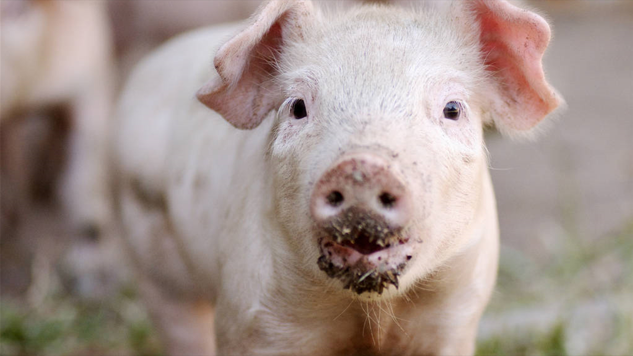 猪价、粮价预警：4月8日，猪价跌惨、玉米涨翻天，行情大不同