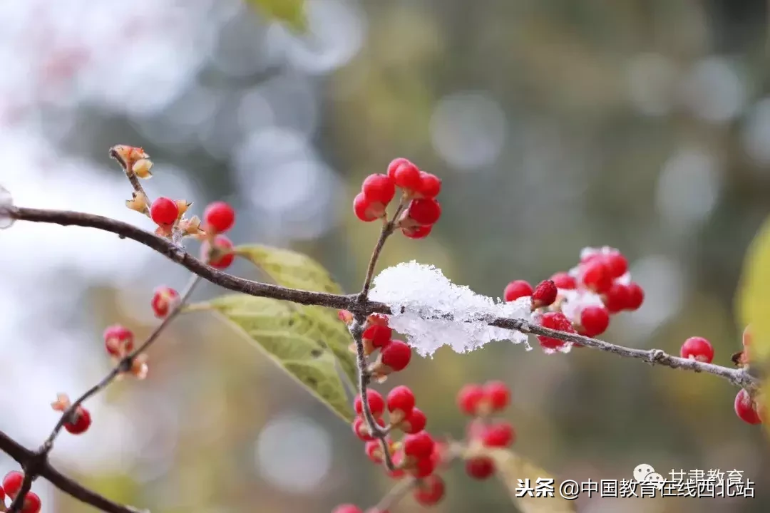 甘肃初雪|甘肃18所高校初学雪景大PK,快来看看有你的母校没?
