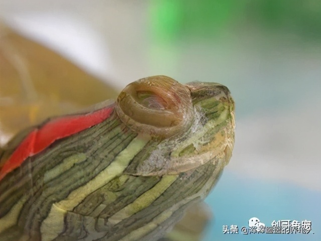 什么是白眼病？乌龟得了白眼病如何治疗？