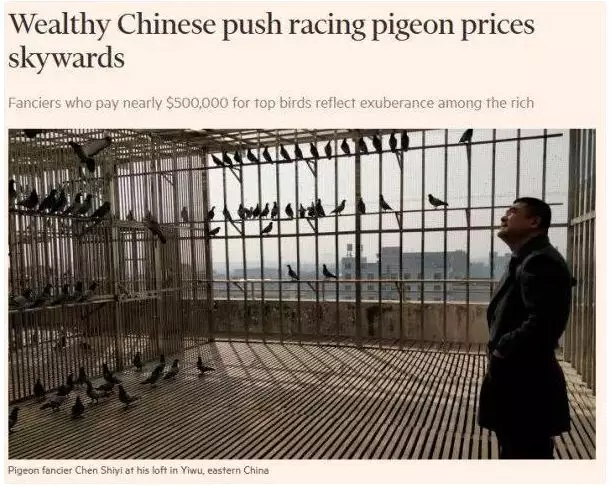 一羽鸽子卖出2200万天价,一场赛事总奖金高达亿元！