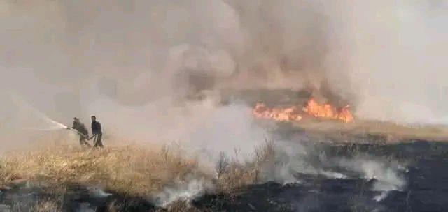 美军烧毁叙利亚两万公顷小麦，这到底是个什么