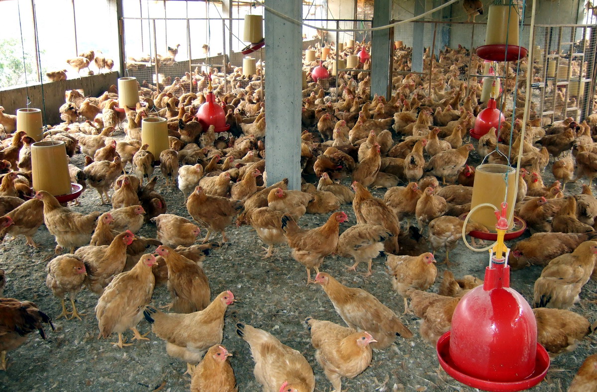 逐步取消活禽市场交易的消息传来，养殖户有点