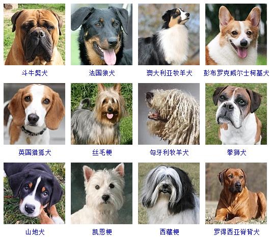 178個寵物狗品種圖片大全，寵物狗品種大全