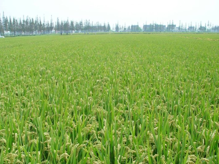 水稻僵苗如何防治，鱼蛋白肥加上微量元素一招搞定