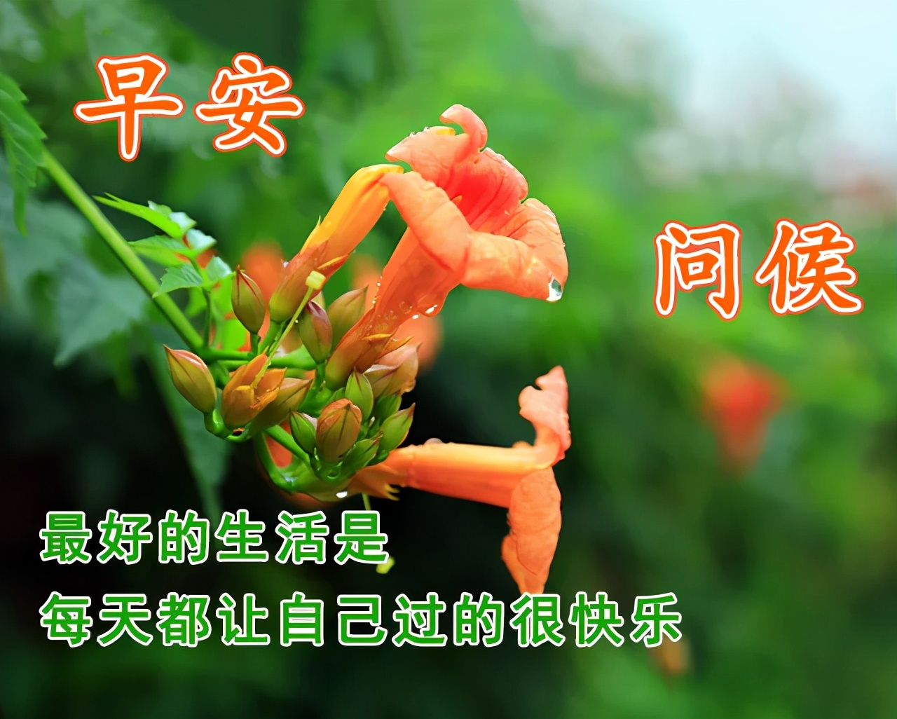 早上好问候语动态表情图文字，微信新的漂亮祝福语图片图片