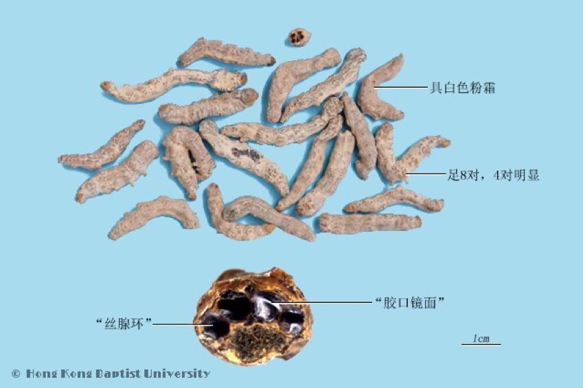 常见中药传统鉴别术语（二）