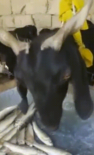 食草動物只吃素？牛馬羊鹿也吃雞