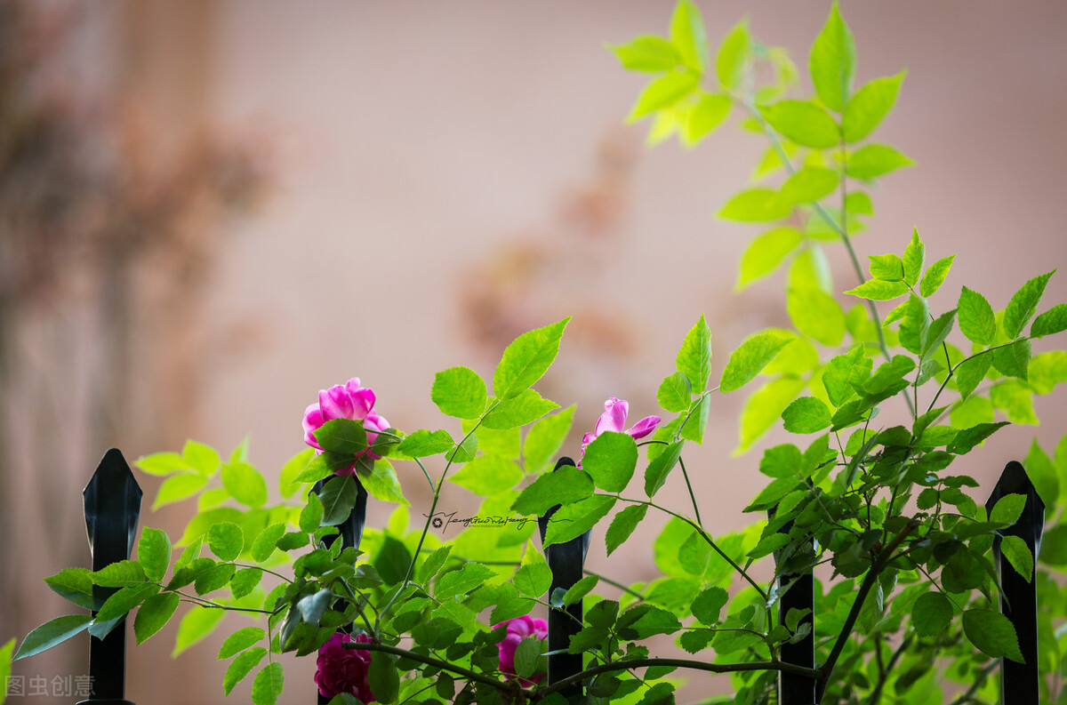 缺鐵的花草，普遍存在4個(gè)共性，不妨對(duì)照一下，及時(shí)補(bǔ)