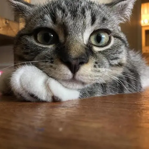 警惕“云养猫”陷阱