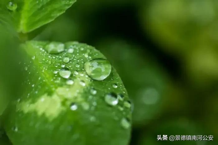 春日古诗词：花已初开，愿君常在-第5张图片-非凡网