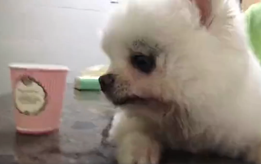 朋友家|准研究生借宿朋友家虐狗致重伤 朋友伤心：狗狗“病危”