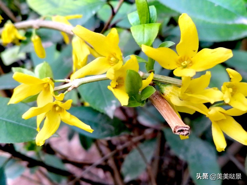 正月 美丽娇艳的连翘花盛开了 二十张连翘花图片 美的令人喜欢 美美哒景 Mdeditor