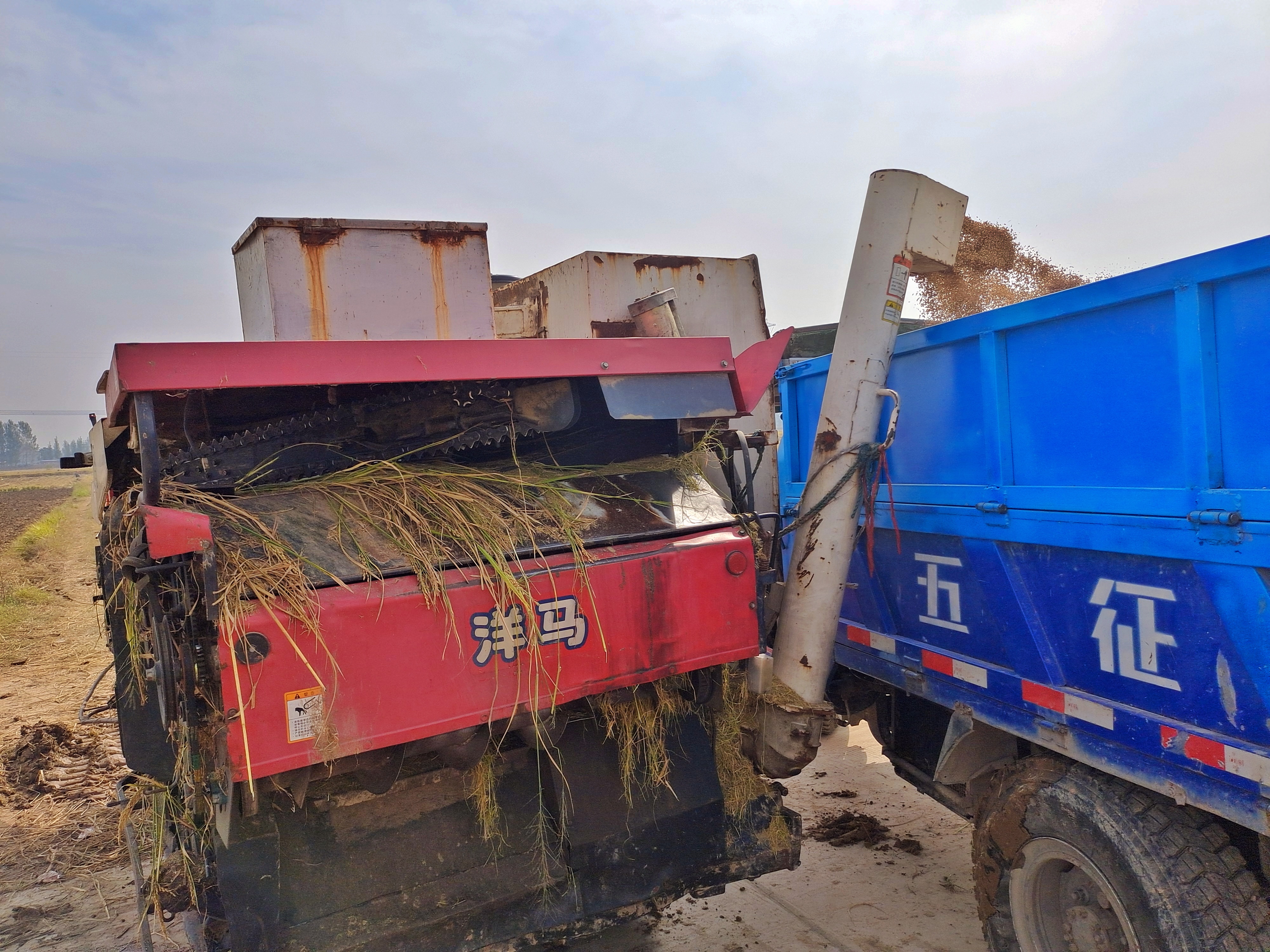 稻花飘香|【段双奇摄影作品】深秋时节看稻花飘香