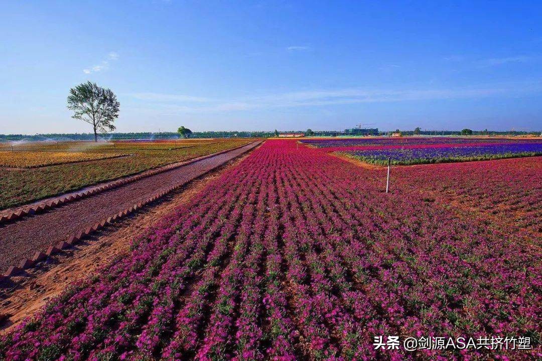 剑源共挤木｜田园养生养老、康养产业经济发展的新引擎