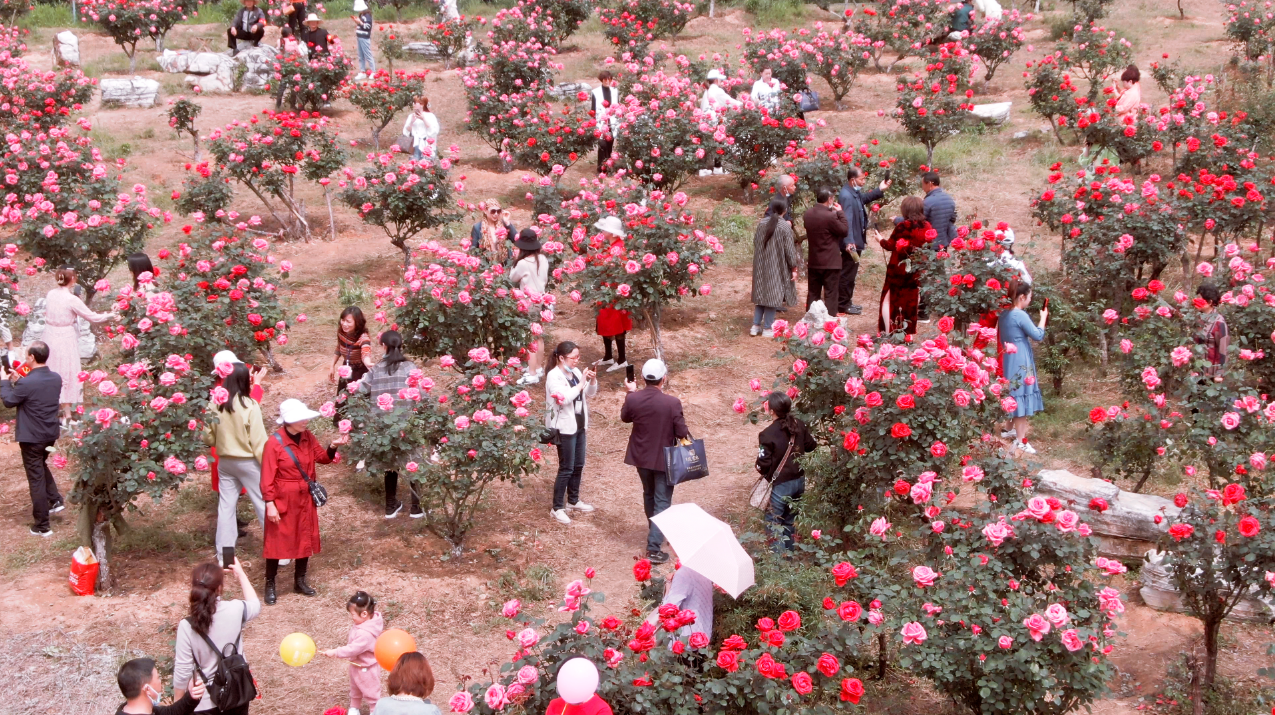 广水月季印人红 吸引游客来打卡