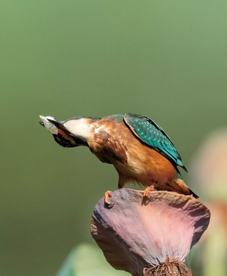 翠鳥捕魚，舌尖上的美食